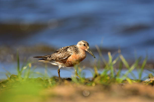 istock The red knot (Calidris canutus) in breeding plumage 1037520726
