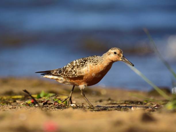 istock The red knot (Calidris canutus) in breeding plumage 1037520730