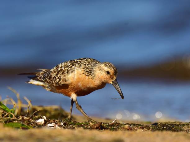 istock The red knot (Calidris canutus) in breeding plumage 1037520880