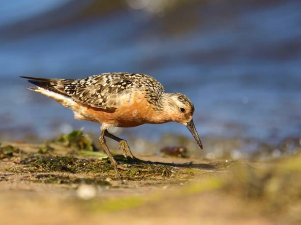 istock The red knot (Calidris canutus) in breeding plumage 1037521150