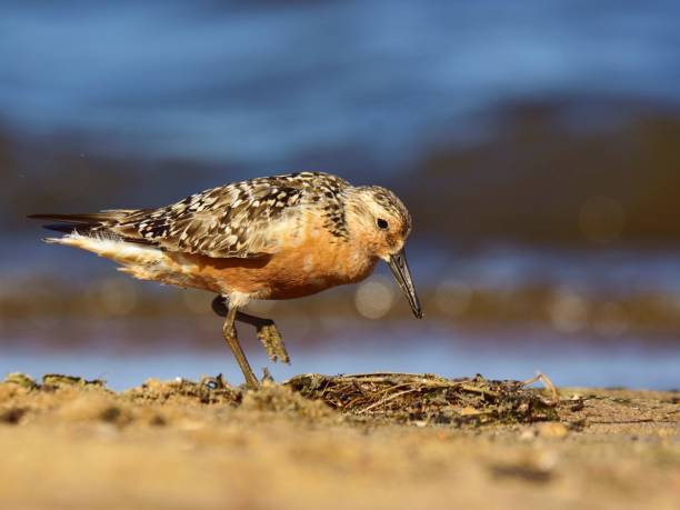 istock The red knot (Calidris canutus) in breeding plumage 1037521198