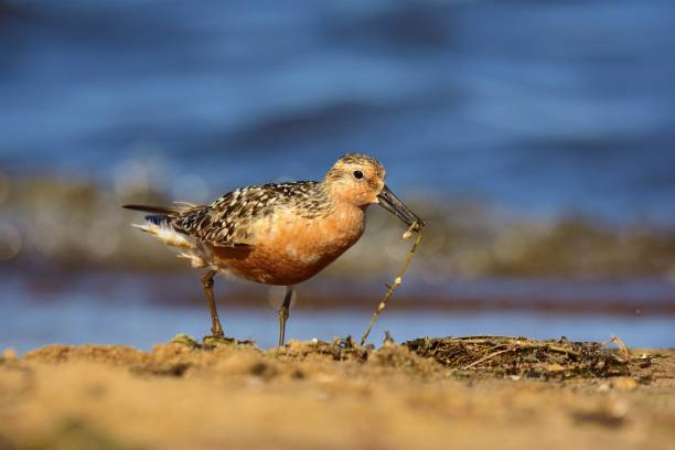 istock The red knot (Calidris canutus) in breeding plumage 1037521220