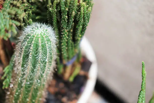 Photo of Cactus in pot.Green cactus potted plant.Cactus house plants