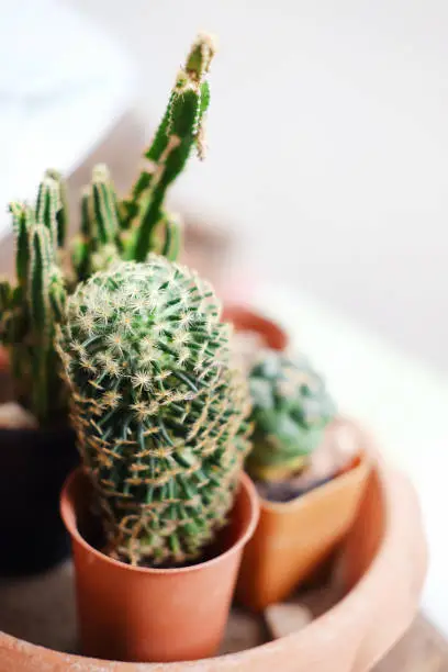 Photo of Cactus in pot.Green cactus potted plant.Cactus house plants