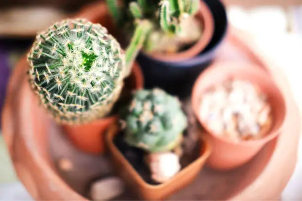 Photo of Cactus in pot.Green cactus potted plant.Cactus house plants