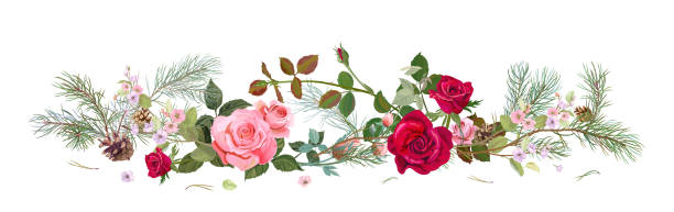 Panoramic view with red, pink roses, spring blossom, pine branches, cones. Horizontal border for Christmas: flowers, buds, leaves on white background, digital draw, watercolor style, vector Panoramic view with red, pink roses, spring blossom, pine branches, cones. Horizontal border for Christmas: flowers, buds, leaves on white background, digital draw, watercolor style, vector rose christmas red white stock illustrations