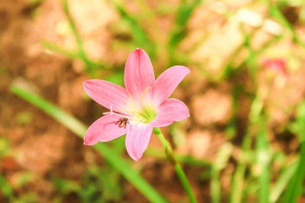 Closeup Single Blooming pink Zephyranthes rosea Closeup Single Blooming pink Zephyranthes rosea zephyranthes rosea stock pictures, royalty-free photos & images