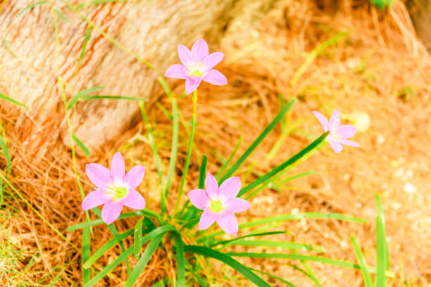 Closeup group Blooming pink Zephyranthes rosea Closeup group Blooming pink Zephyranthes rosea zephyranthes rosea stock pictures, royalty-free photos & images