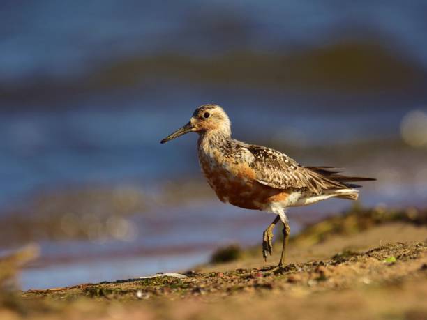 istock The red knot (Calidris canutus) in breeding plumage 1037524394