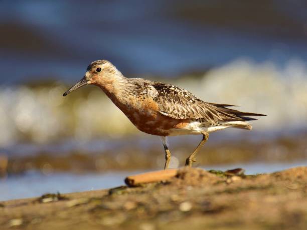 istock The red knot (Calidris canutus) in breeding plumage 1037524646