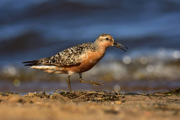istock The red knot (Calidris canutus) in breeding plumage 1037524686