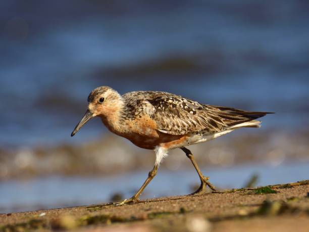 istock The red knot (Calidris canutus) in breeding plumage 1037524716