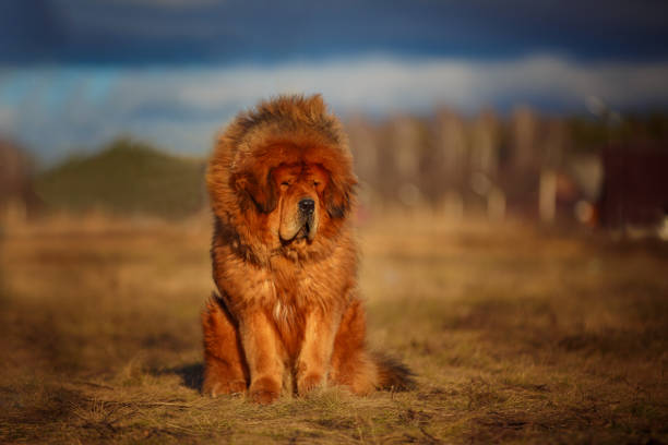 ausgezeichnete tibet-dogge von roter farbe... - tibetan culture stock-fotos und bilder