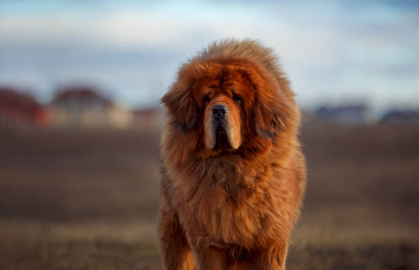 excellent Tibetan mastiff of red color .. dog of the Tibetan Mastiff breed on the background of a beautiful landscape. mastiff stock pictures, royalty-free photos & images