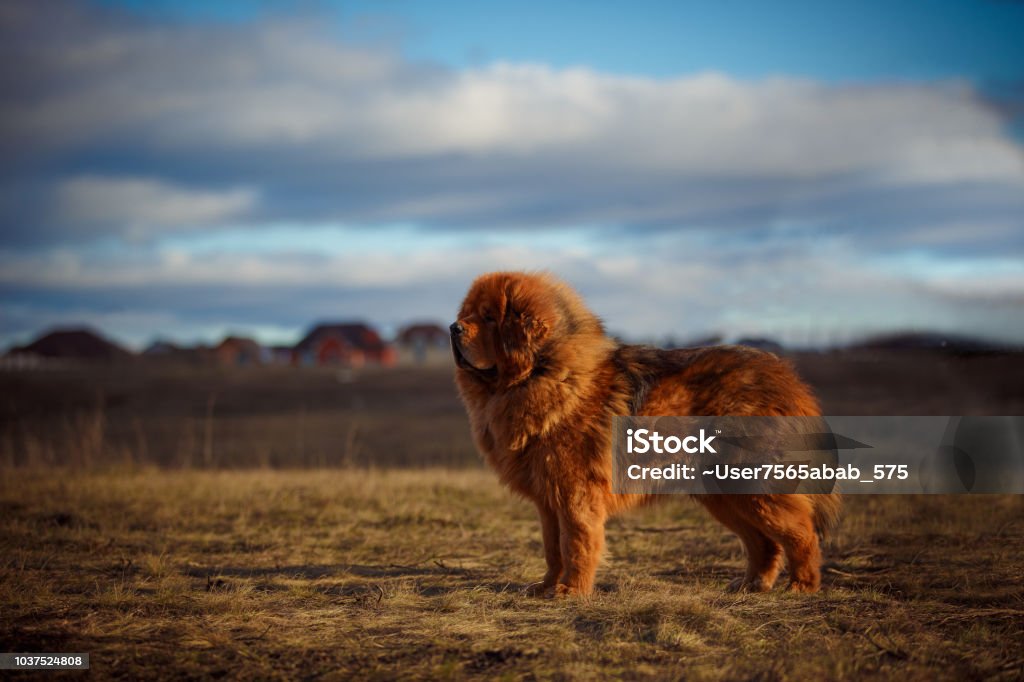 excellent Tibetan mastiff of red color .. dog of the Tibetan Mastiff breed on the background of a beautiful landscape. Tibetan Mastiff Stock Photo