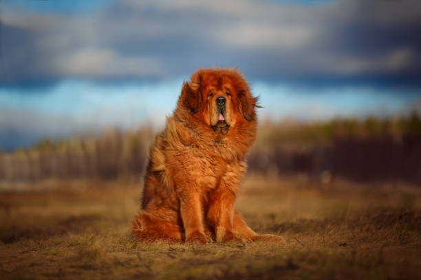 ausgezeichnete tibet-dogge von roter farbe... - tibetan culture stock-fotos und bilder