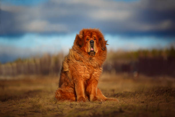 excellent Tibetan mastiff of red color .. dog of the Tibetan Mastiff breed on the background of a beautiful landscape. tibet photos stock pictures, royalty-free photos & images