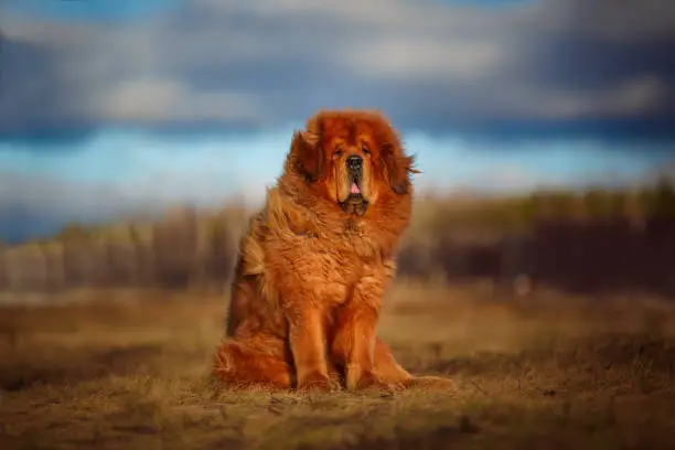 dog of the Tibetan Mastiff breed on the background of a beautiful landscape.