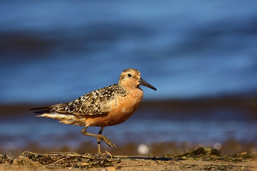 The red knot (Calidris canutus) in breeding plumage on shore