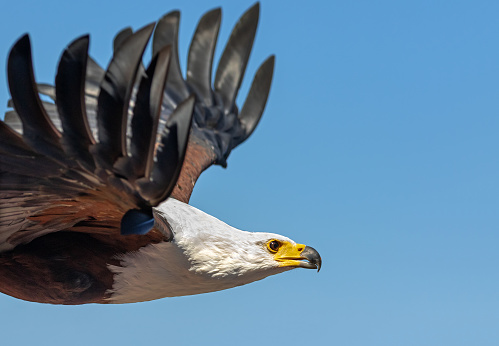 Close shot of a flying African fish eagle (Haliaeetus vocifer). The African fish eagle is a large bird, and the female, at 3.2–3.6 kg (7.1–7.9 lb) is larger than the male, at 2.0–2.5 kg (4.4–5.5 lb).