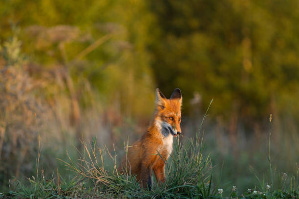 istock Cute young fox cub on the grass background. One. Evening light. Wild nature. Animals. 1037525722