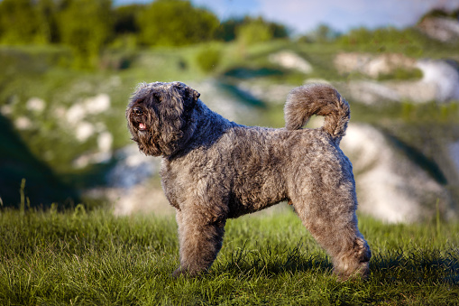 large dog of the breed of Flanders Bouvier against the background of a beautiful mountain landscape.
