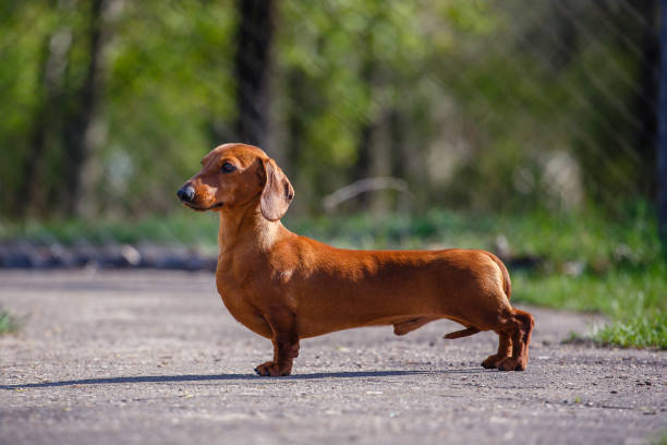 ダックスフンド - miniature dachshund ストックフォトと画像