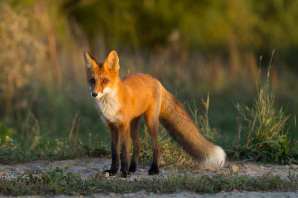 istock Cute young fox cub on the grass background. One. Evening light. Wild nature. Animals. 1037528100