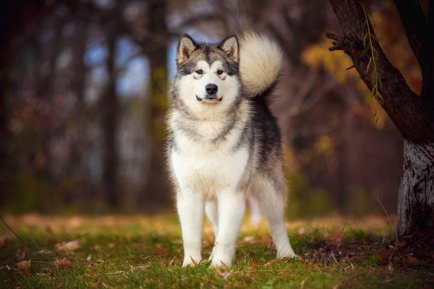 Big beautiful dog of Alaskan Malamute breed dog of the Alaskan Malamute breed on a nature background on a walk in the park malamute stock pictures, royalty-free photos & images