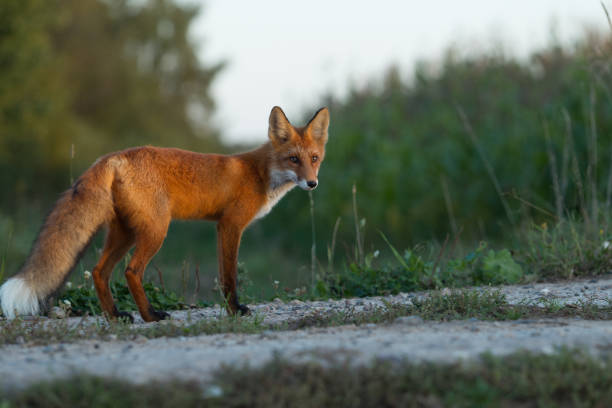 istock Cute young fox cub on the grass background. One. Evening light. Wild nature. Animals. 1037529618