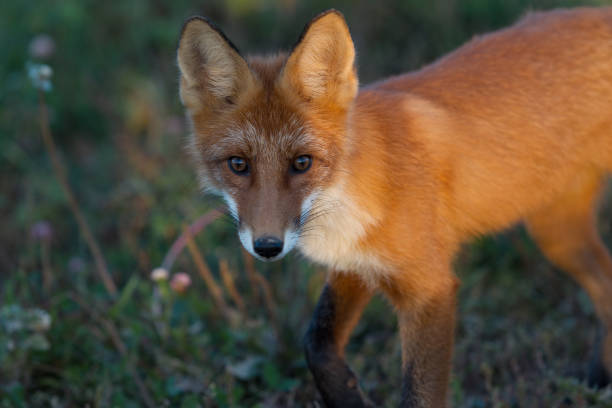 istock Cute young fox cub on the grass background. One. Evening light. Wild nature. Animals. 1037536700