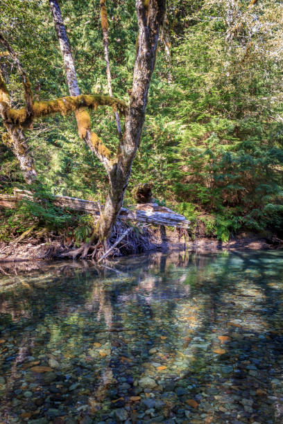 Clean Water Mt Rainier National Park stock photo