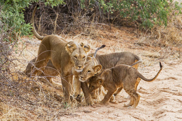 istock Lion family in Kenya 1037540314