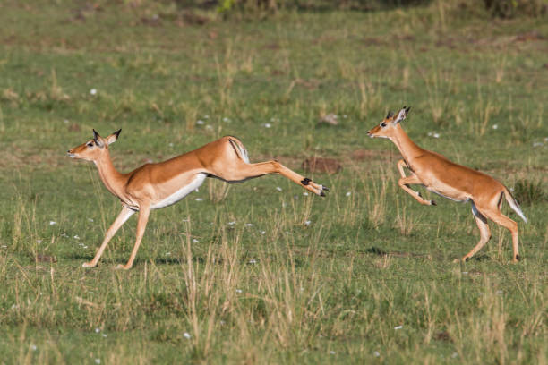 istock Jumping impala in the Masai Mara National Park in Kenya 1037540366