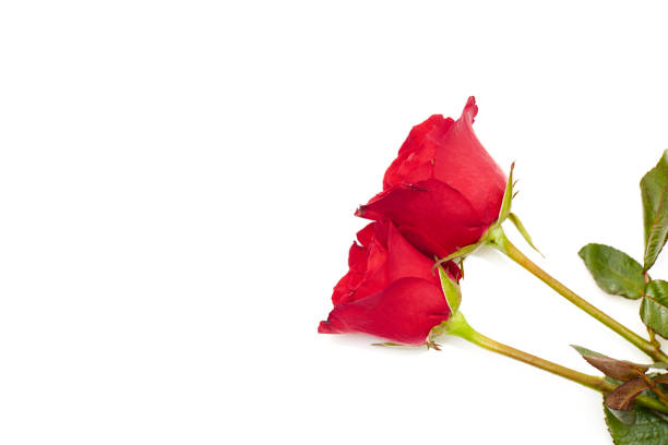 Two red rose on white background, Love and marriage concept, empty space for design