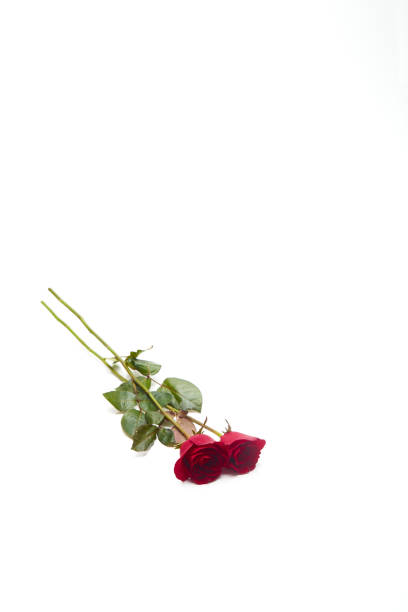 istock Two red rose on white background, Love and marriage 1037541000