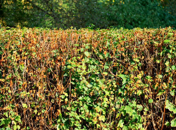 Trimed park bushes landscape background