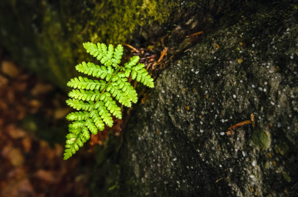 istock Fresh green fern leaf on the dark stone. 1037543552