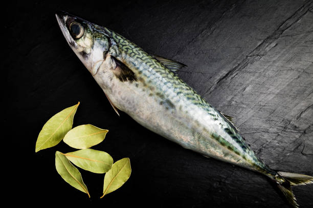 istock Mackerel fresh fish next to some laurel leaves on a black slate table 1037544890