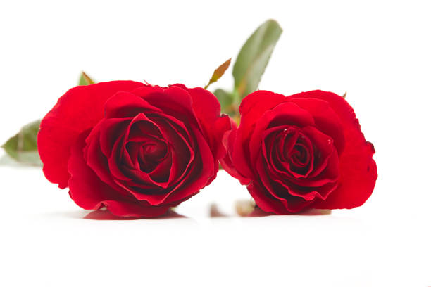 Rose reflection in mirror