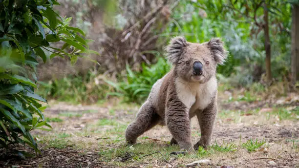 koala walking on land