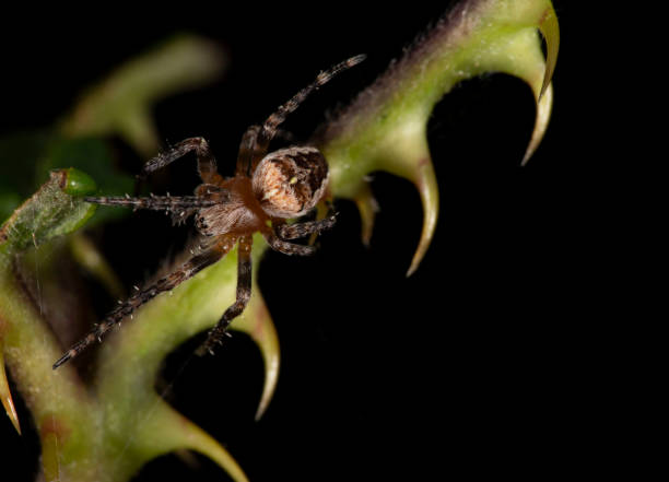 istock British Garden Spider - Araneus Diadematus 1037550222