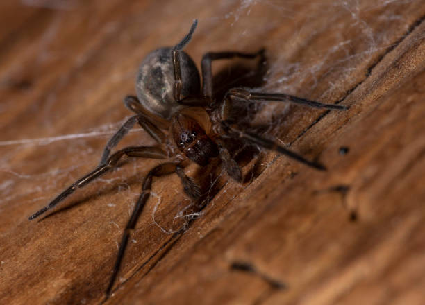 istock Lace-weaver Spider - Amaurobius similis 1037550614