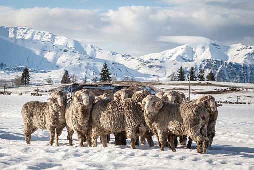 Flock of sheep in the snow in New zealand