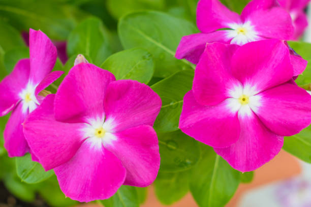 catharanthus roseus (pervenche de madagascar) bouchent détail - catharanthus photos et images de collection