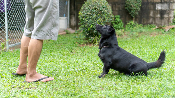 istock Cute black dog waiting for feeding from man. 1037557278