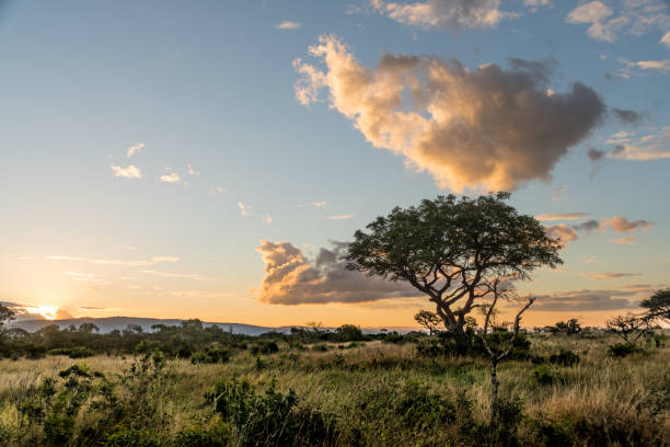 istock South African Landscapes while on Safari 1037563478