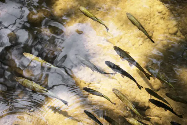 Photo of Plenty of fishes in shallow water.