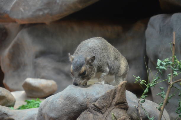 istock Bush hyrax or Yellow-spotted rock dassie, Heterohyrax brucei 1037576990