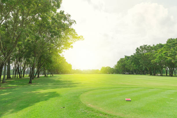 istock Starter green grass in golf court and garden background. 1037577452